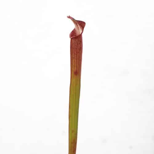 QYUn2N74X8tF1tsMih5I.jpg QYUn2N74X8tF1tsMih5I.jpg