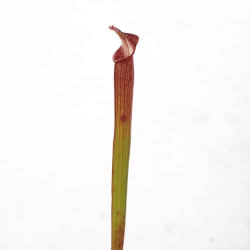 QYUn2N74X8tF1tsMih5I.jpg QYUn2N74X8tF1tsMih5I.jpg