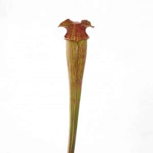 Sarracenia alata "Heavy Veined", Hill Tops Texas, MK A16