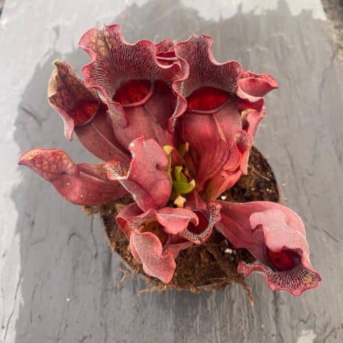 QZa9FkZMrOMXyeRz3ma2.jpg QZa9FkZMrOMXyeRz3ma2.jpg