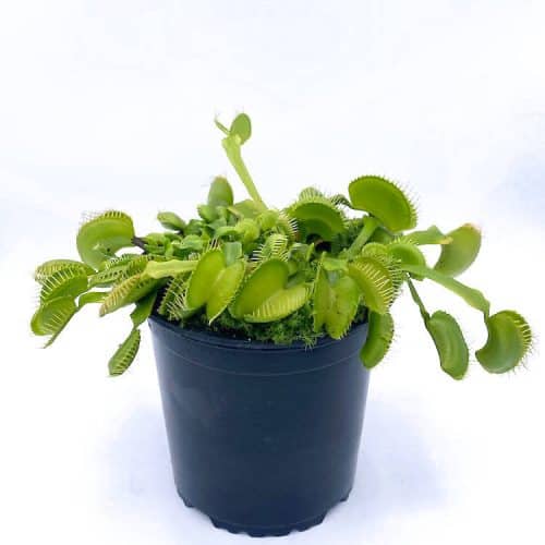 QcYlG4mjFr99kL62UCMH.jpg QcYlG4mjFr99kL62UCMH.jpg