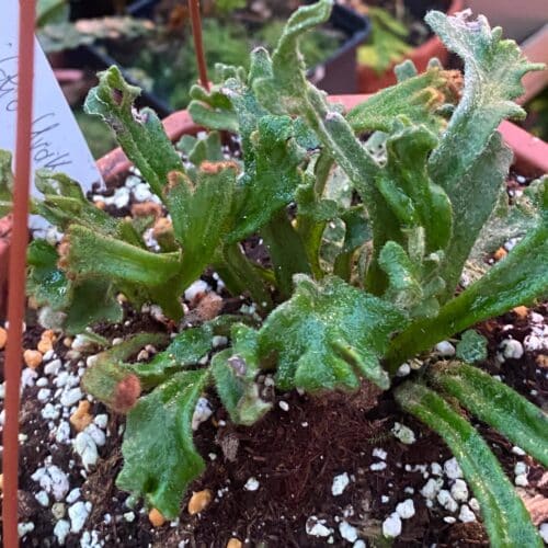 Qf43G2v00ZupJvm8LlZO.jpg Qf43G2v00ZupJvm8LlZO.jpg