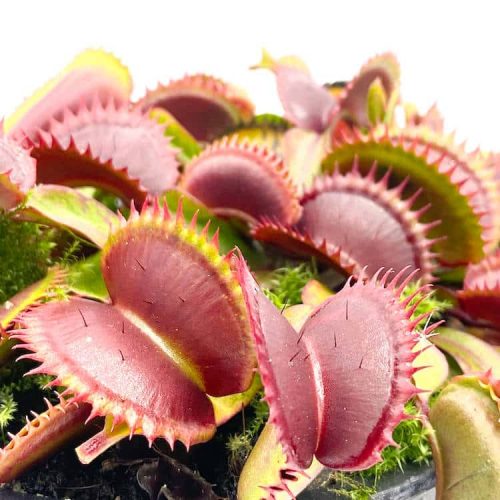 QnADaJlqyV4H6NnJBYw2.jpg QnADaJlqyV4H6NnJBYw2.jpg