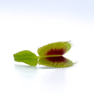 Dionaea muscipula "BCP H-52"ﾠ