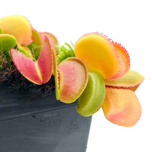 QzOuGHQ9FJc7KXRFomQW.jpg QzOuGHQ9FJc7KXRFomQW.jpg