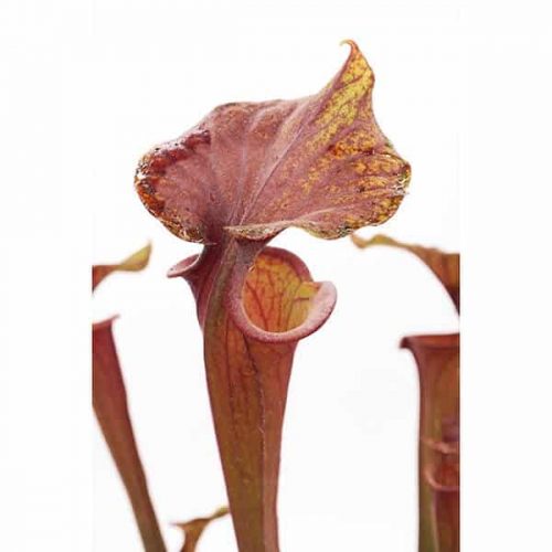 R1IrZdbDnAXUWF5GILGB.jpg R1IrZdbDnAXUWF5GILGB.jpg