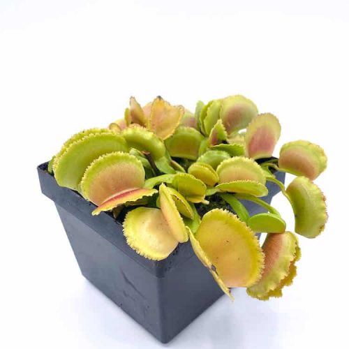 RCIL8JUIYTupNQUoeHGp.jpg RCIL8JUIYTupNQUoeHGp.jpg