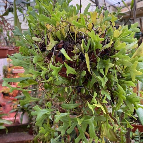 RHIn9xpcgxK1sHNgDuqN.jpg RHIn9xpcgxK1sHNgDuqN.jpg