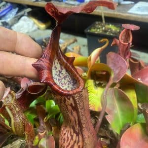Nepenthes (boshiana x veitchii) x veitchii Candy, 10-14 cm