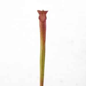 Sarracenia rubra ssp. gulfensis, North of Shoal River,Walton Co PW rg 11