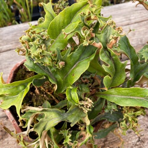 RRk34wXY891ffzlsL3HC.jpg RRk34wXY891ffzlsL3HC.jpg