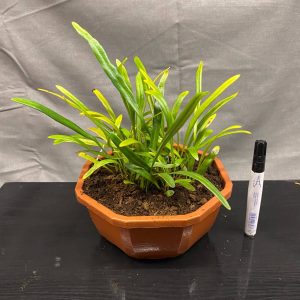 Elaphoglossum spec. Seychelles, Mourne Blanc, small