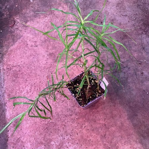 RUc9JJuP2TPmTxke21n9.jpg RUc9JJuP2TPmTxke21n9.jpg