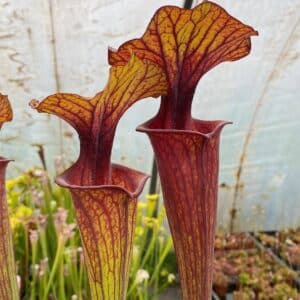 Sarracenia flava var. ornata, very dark, red mouth