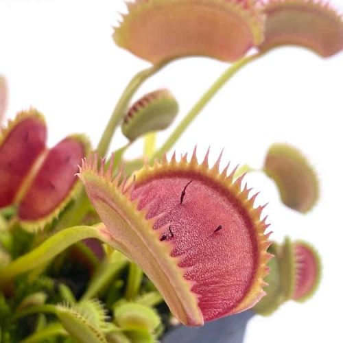 RV5Lt9w4aqGAtgQTJVXG.jpg RV5Lt9w4aqGAtgQTJVXG.jpg