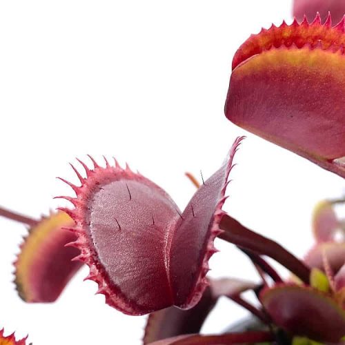 RZay7umt5FDYSAQITLBh.jpg RZay7umt5FDYSAQITLBh.jpg