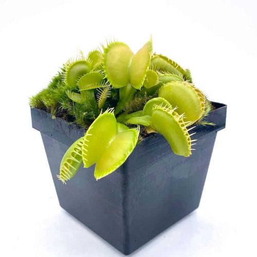 RbcCanG88bXenaDppc5u.jpg RbcCanG88bXenaDppc5u.jpg