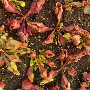 Sarracenia purpurea ssp. venosa var. montana Leiden x KPC M. Srba cross, 12-14 cm