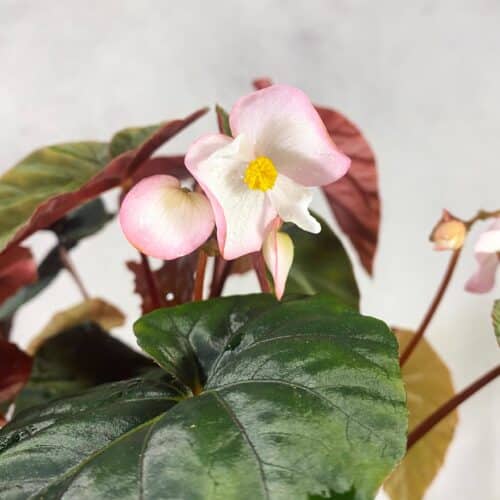 Rh7AevRBQiN0ZdhNVfhg.jpg Rh7AevRBQiN0ZdhNVfhg.jpg