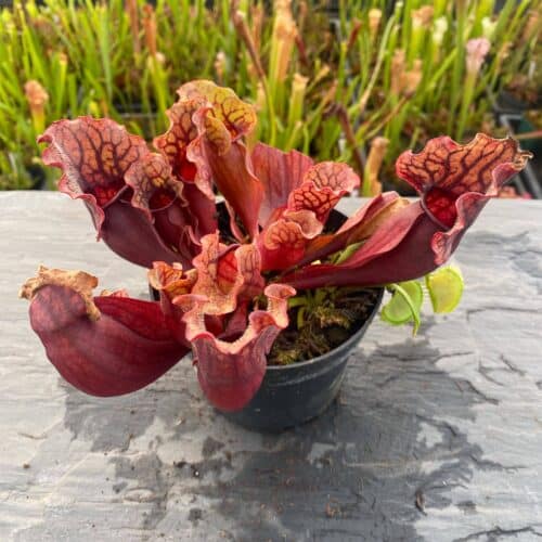 Rqk9xnY0Yz83Ko2ykQhU.jpg Rqk9xnY0Yz83Ko2ykQhU.jpg