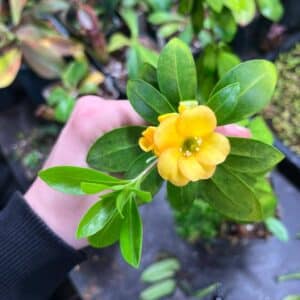 Rhododendron acrophilum