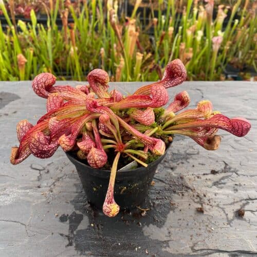 S0vXLwu7KId5OU8Vu7Ji.jpg S0vXLwu7KId5OU8Vu7Ji.jpg