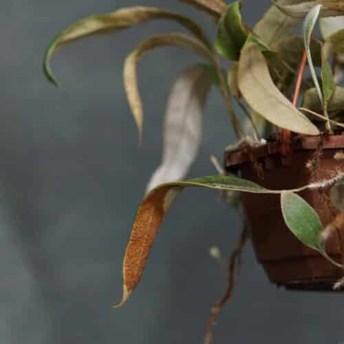 S2GkIyQHHUyeiCzmT4Ly.jpg S2GkIyQHHUyeiCzmT4Ly.jpg