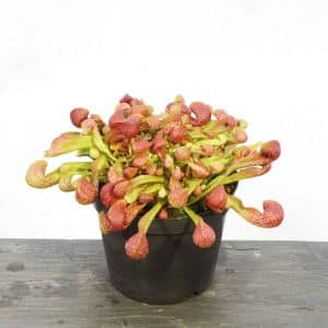 Sarracenia psittacina var. okefenokeensis, Yellow River, Santa Rosa Co.