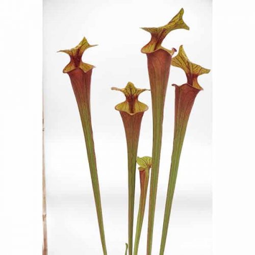 S5teLvlBH932jHK3ou7j.jpg S5teLvlBH932jHK3ou7j.jpg