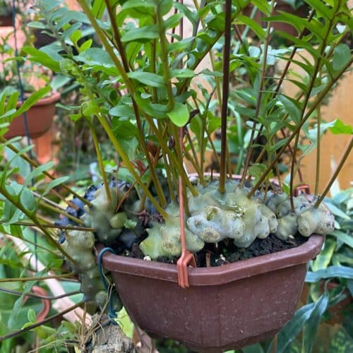 S6jJvmHiJZ6wwHN26vDF.jpg S6jJvmHiJZ6wwHN26vDF.jpg