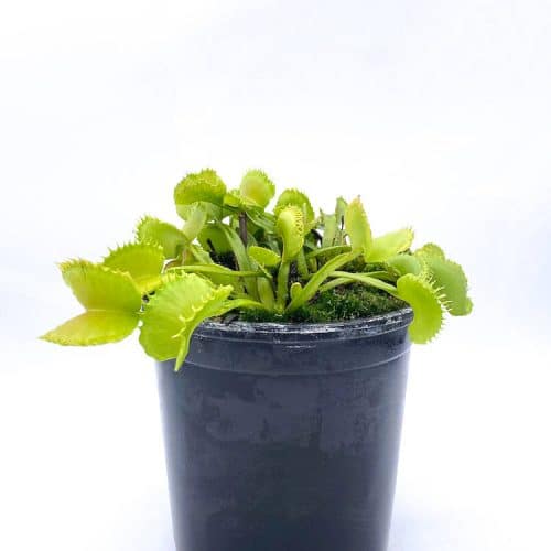 S7UM0jn8dZ1r7sJPR1wJ-1.jpg S7UM0jn8dZ1r7sJPR1wJ-1.jpg