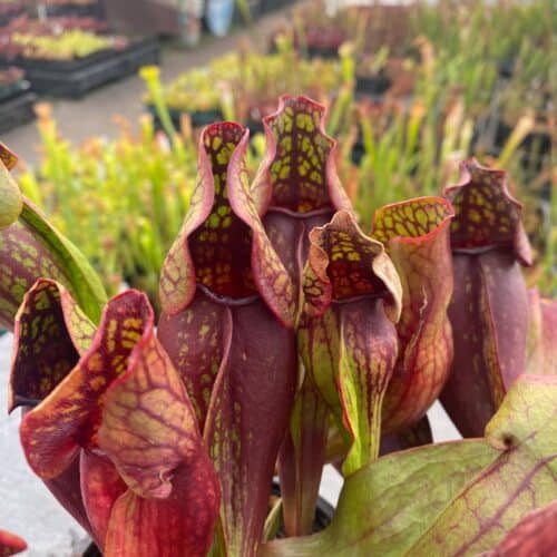 S9SYTlUcg5xfomk5INHe.jpg S9SYTlUcg5xfomk5INHe.jpg