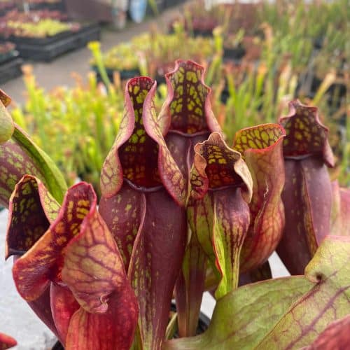 S9SYTlUcg5xfomk5INHe.jpg S9SYTlUcg5xfomk5INHe.jpg