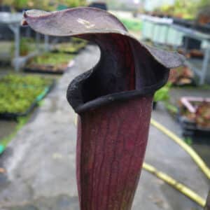Sarracenia alata "Night"