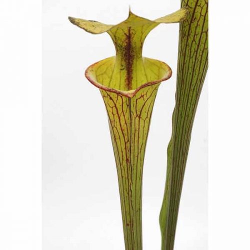 SHw4Wtqy2cHVBjBf0mvd.jpg SHw4Wtqy2cHVBjBf0mvd.jpg