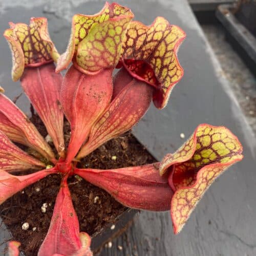 SRQgc04fSieQq3T4fnDB.jpg SRQgc04fSieQq3T4fnDB.jpg