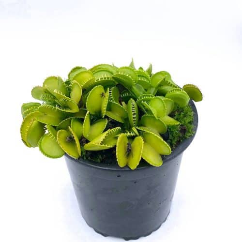 SWo2nl98pLaBtHQUk1eQ.jpg SWo2nl98pLaBtHQUk1eQ.jpg