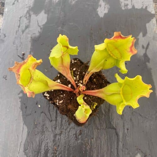 SbUfcQvFoe1fDHHlvEvX.jpg SbUfcQvFoe1fDHHlvEvX.jpg