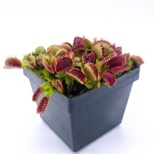 ScOB21RyqJEfeXkTDt43-1.jpg ScOB21RyqJEfeXkTDt43-1.jpg