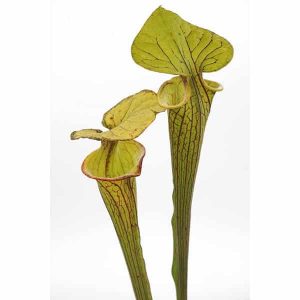 Sarracenia flava var. ornata, MK F 95, Wewahitchka, Gulf, Co, Florida, 40 cm