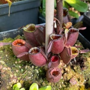 Nepenthes ampullaria "Black Miracle", unrooted cutting, 25-30 cm