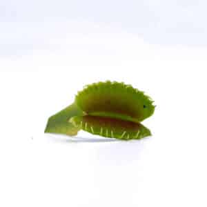 Dionaea muscipula "CK WB 4"