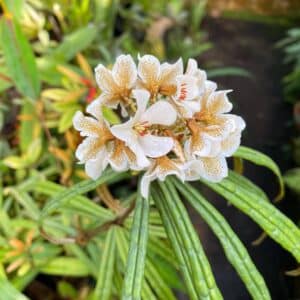 Rhododendron himantodes