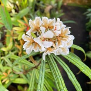 Rhododendron himantodes