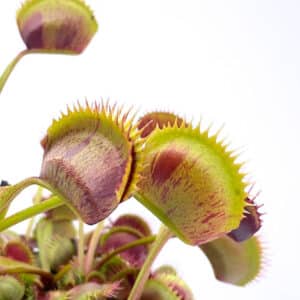 Dionaea muscipula "Spotty"