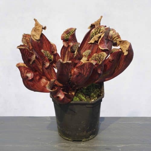 T04pI5AXIKiDtlMqEMfi.jpg T04pI5AXIKiDtlMqEMfi.jpg