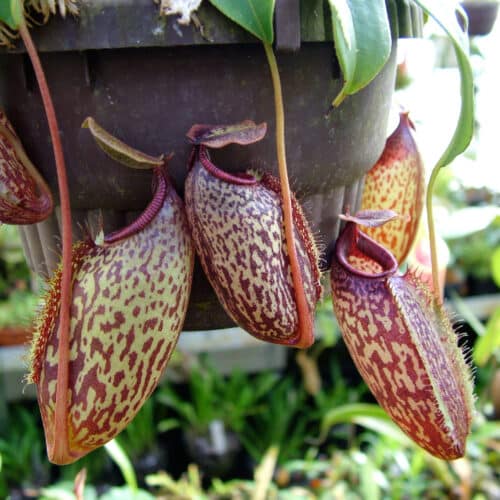 T8158orOYMSYspzV8YS6.jpg T8158orOYMSYspzV8YS6.jpg