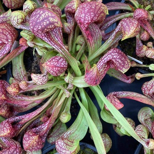 T8EzP9ue7yIa8BNGg8MB.jpg T8EzP9ue7yIa8BNGg8MB.jpg