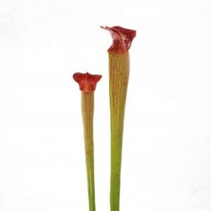 Sarracenia alata "Giant Red Tube", MK A 48