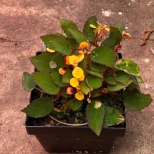 Begonia vankerkhovenii